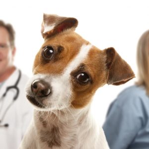 Vets and Veterinary Practices